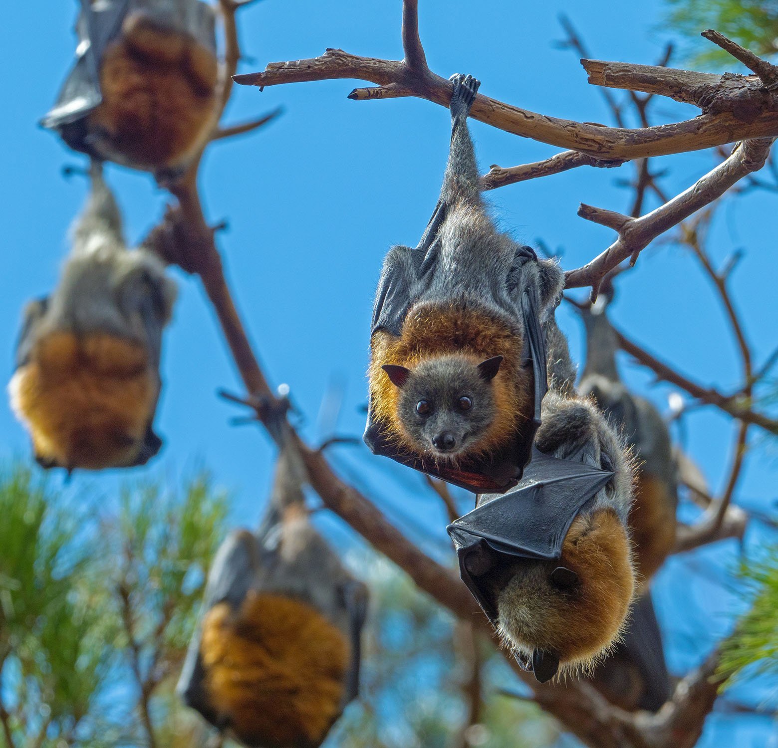 easternpark-flying-foxes-geelong